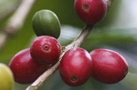 cafemaduro